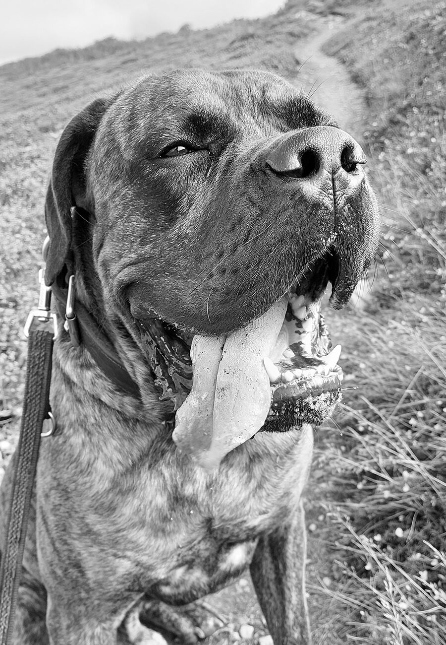 Kontakt Rocky